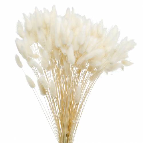 Floristik24 Torkad Blomma Lagurus Lampa Rengöring Gräs Blekt 100g