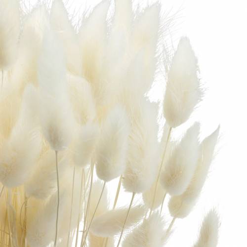 Floristik24 Torkad Blomma Lagurus Lampa Rengöring Gräs Blekt 100g
