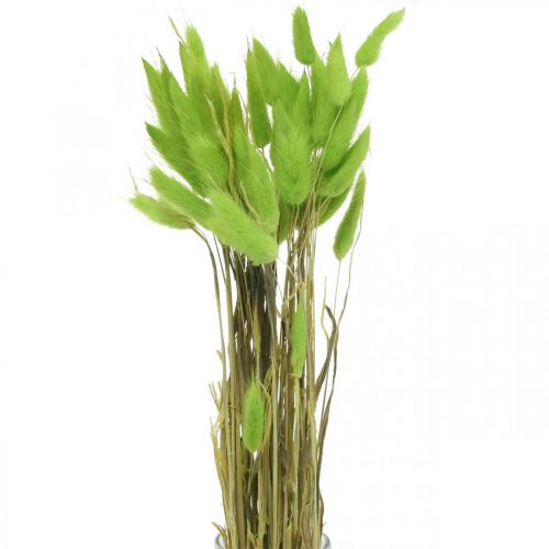 Sammetsgräsgrönt, lagurus, torr dekoration, torkat sötgräs L18-50cm 25g