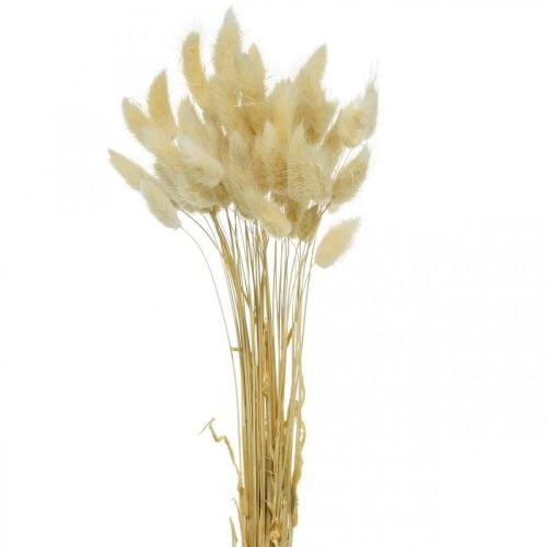 Dekorgräs, blekt sött gräs, Lagurus ovatus, sammetsgräs L40–55cm 25g