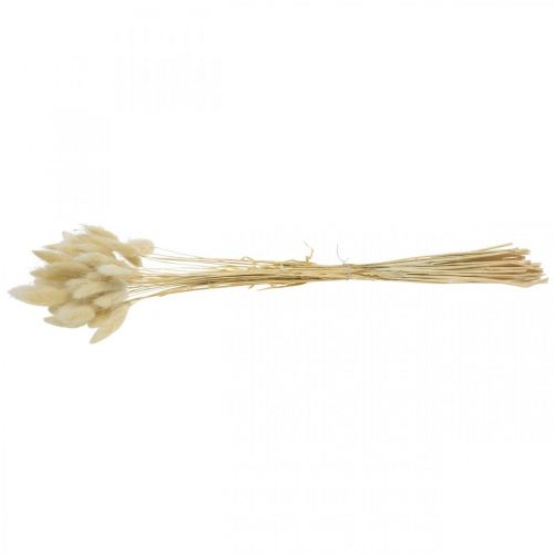 Floristik24 Dekorgräs, blekt sött gräs, Lagurus ovatus, sammetsgräs L40–55cm 25g