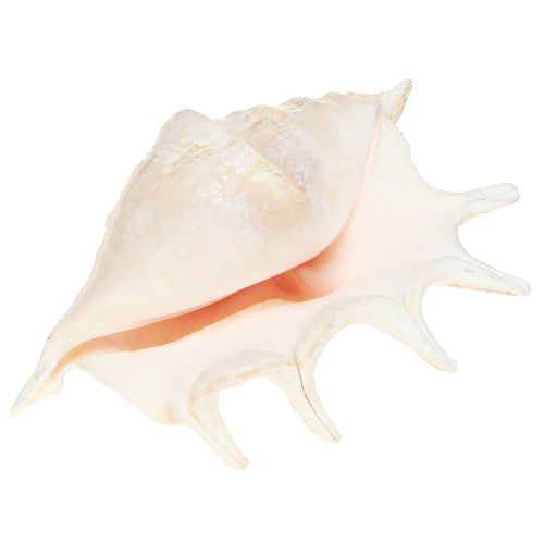 Artikel Lambis Havssnigel Naturlig Dekoration 14cm 10 st