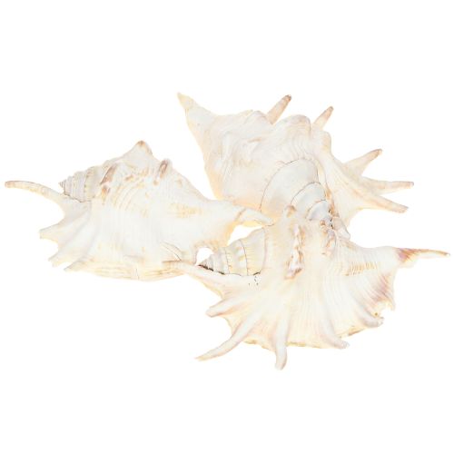 Artikel Lambis Havssnigel Naturlig Dekoration 14cm 10 st
