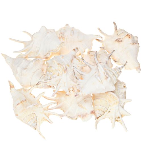 Artikel Lambis Havssnigel Naturlig Dekoration 14cm 10 st