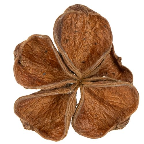 Artikel Landlotus Natur 50 st