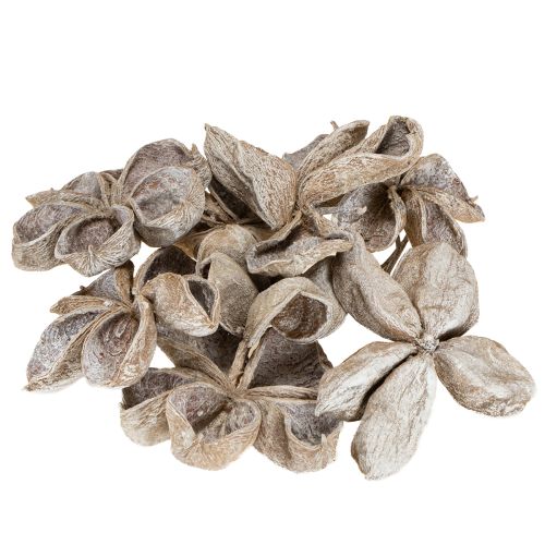 Artikel Landlotus Vittvättad 6-12cm 50 st