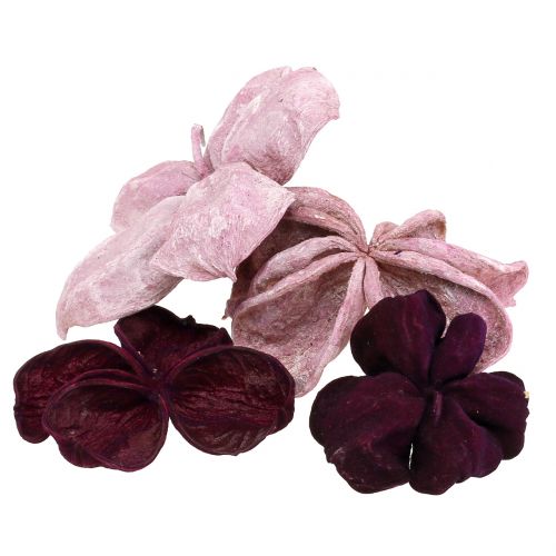 Floristik24 Landlotus Mix Blackberry, Old Pink 50 st