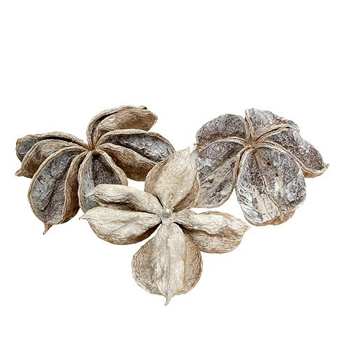 Artikel Landlotus vittvättad 6-12cm 50 st
