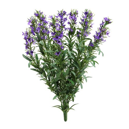 Floristik24 Lavendelbuske 35cm