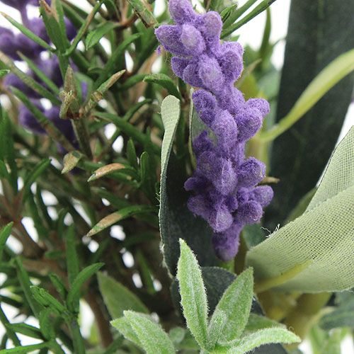 Floristik24 Lavendel-rosmarin gäng 20 cm