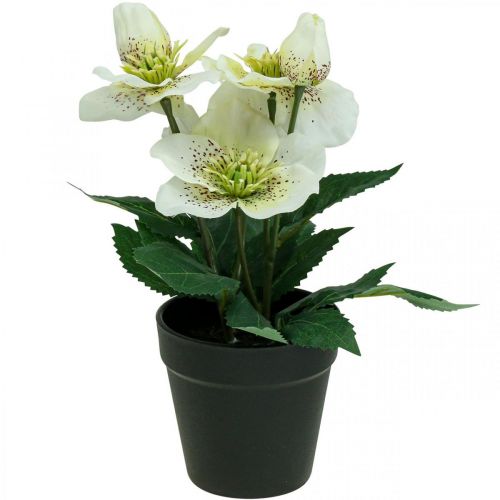 Artikel Fastelavsros Hellebore julroskruka konstgjorda blommor H25cm vit