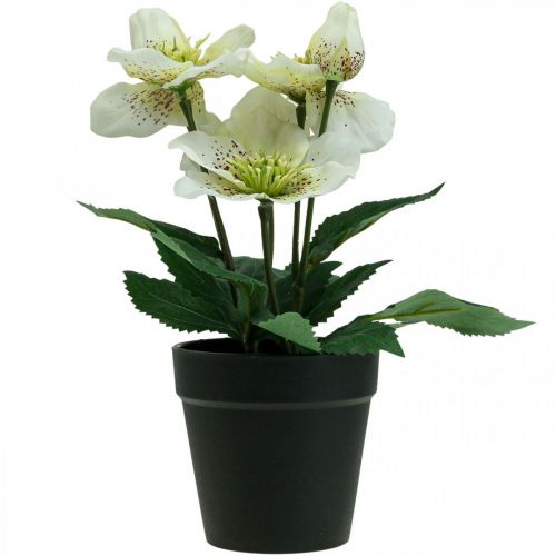Floristik24 Fastelavsros Hellebore julroskruka konstgjorda blommor H25cm vit