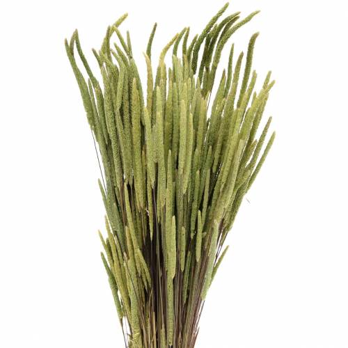 Floristik24 Timothy gräs natur 50-60cm 100g