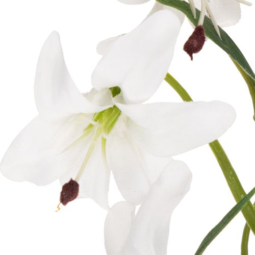  | Floristik24.se