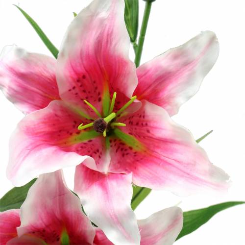 Floristik24 Oriental Lily "Stargazer" Vit, Rosa 86cm