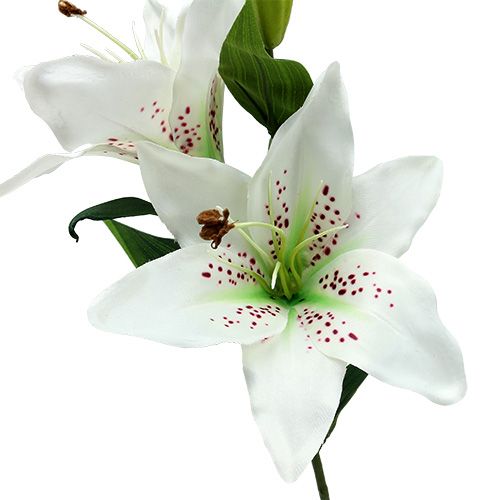 Floristik24 Liljevit 66cm