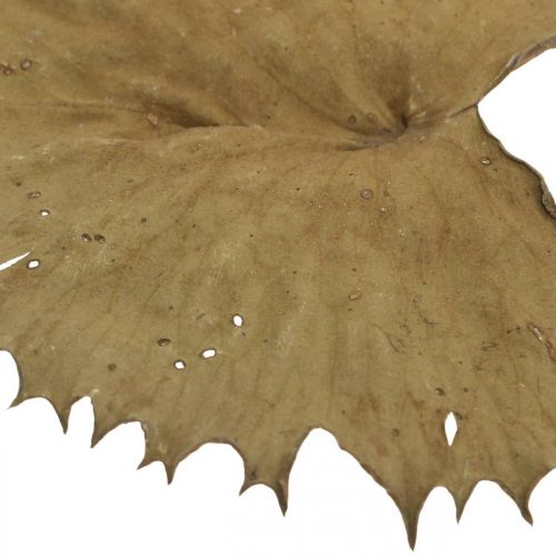 Artikel Lotusblad torkade naturlig torr dekoration näckrosblad 50 stycken