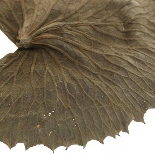 Artikel Torkade lotusblad naturlig torr dekoration näckrosblad 50 st