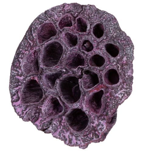 Artikel Lotuskapslar, torr blommor, lotuslök rosa, tvättad vit 50 stycken