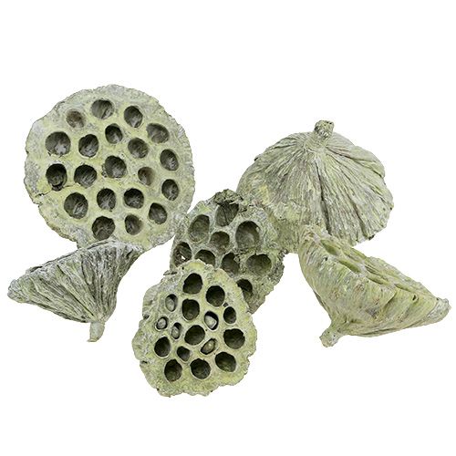 Floristik24 Lotusflaskmix gröntvättad Ø6cm - 10cm 50 st