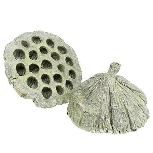 Artikel Lotusflaskmix gröntvättad Ø6cm - 10cm 50 st