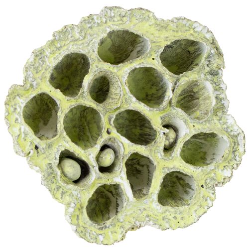 Artikel Lotusflaskmix gröntvättad Ø6cm - 10cm 50 st