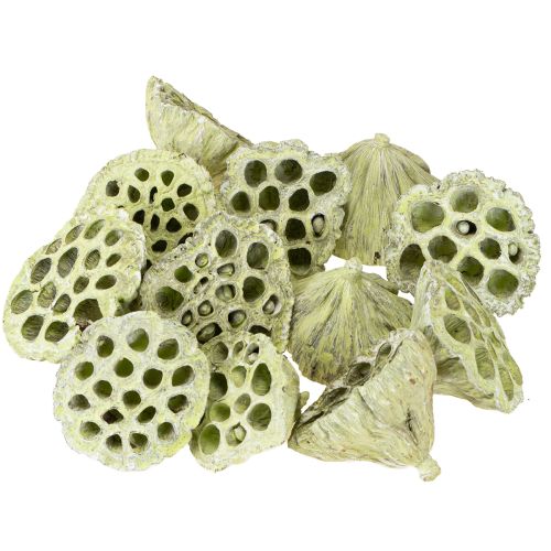 Artikel Lotusflaskmix gröntvättad Ø6cm - 10cm 50 st