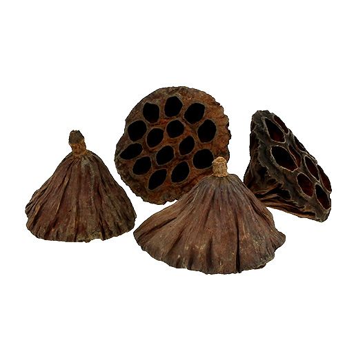 Artikel Lotuskolv medium 100 stycken naturell