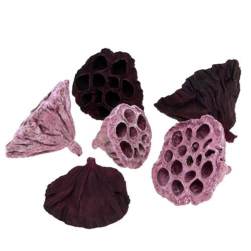 Artikel Lotus Mix Rosa, Erika Ø6cm - Ø10cm 50 st