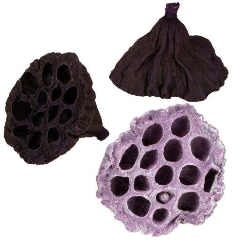 Lotus Mix Rosa, Erika Ø6cm - Ø10cm 50 st