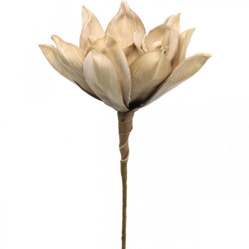 Floristik24 Lotusblomma, dekoration av lotusblommor, konstgjord växt beige L66cm