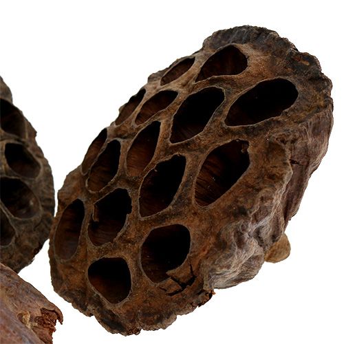 Artikel Lotuskolv stor 100 stycken naturell