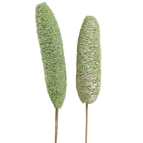 Artikel Luffa stor på pinne grön 25 st