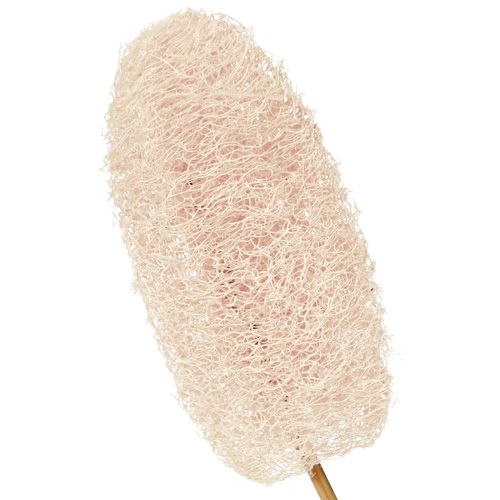 Artikel Stor luffa på pinne, blekt, 25 stycken
