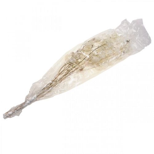 Artikel Lunaria torkade blommor månviolett silverblad torkade 60-80cm 30g