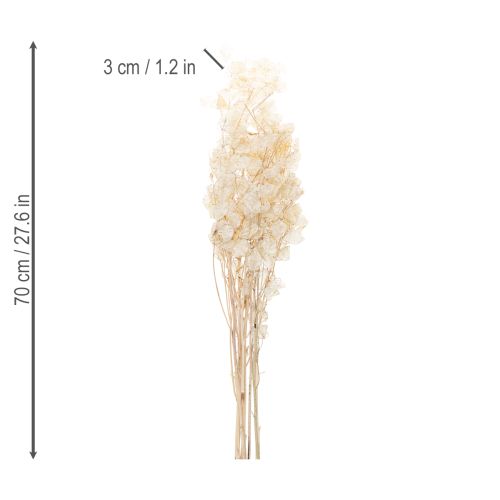 Artikel Lunaria torkade blommor, månviolett, silverblad, torkade, 60-80 cm, 30 g