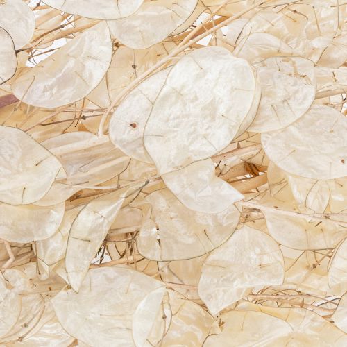 Artikel Lunaria torkade blommor, månviolett, silverblad, torkade, 60-80 cm, 30 g