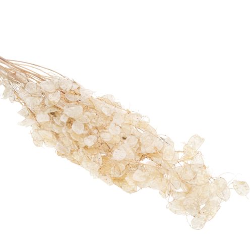 Artikel Lunaria torkade blommor, månviolett, silverblad, torkade, 60-80 cm, 30 g