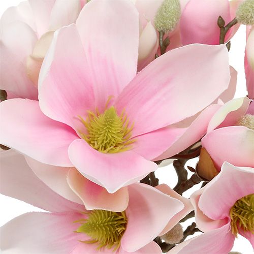 Floristik24 Magnolia bunt rosa 40cm 5st
