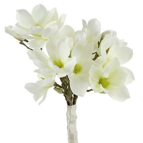 Floristik24 Magnolia gäng vit 40cm 5 st