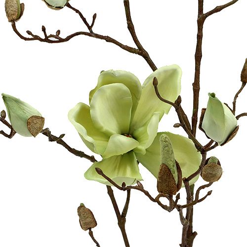 Floristik24 Magnolia gren grön L110cm