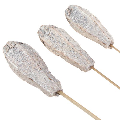 Artikel Mahognykapslar torr dekoration naturvit 45cm 50 st