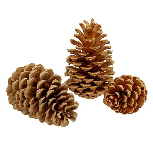 Maritima strutar grädde-vanilj blandad 5-18cm 25 st