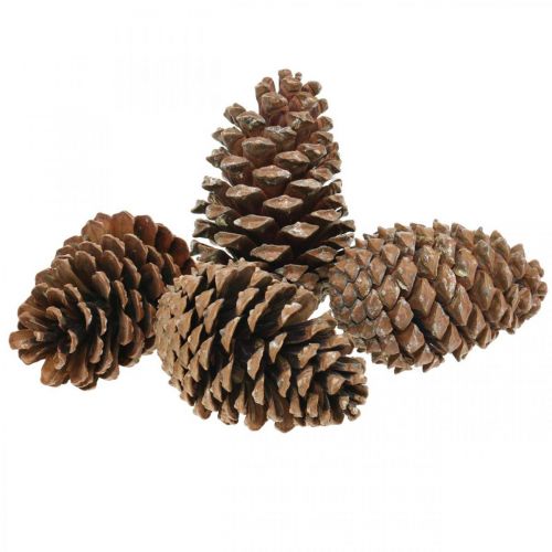 Artikel Maritima kottar, sorgeflorister, adventsdekoration, naturprodukt H12-15cm Ø6,5-10cm 50 st.