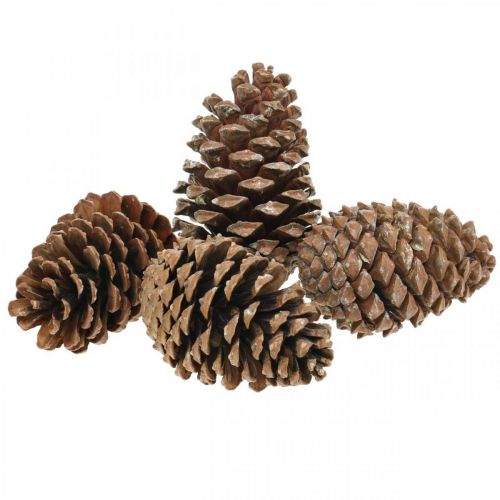 Artikel Maritima kottar, sorgeflorister, adventsdekoration, naturprodukt H12-15cm Ø6,5-10cm 50st