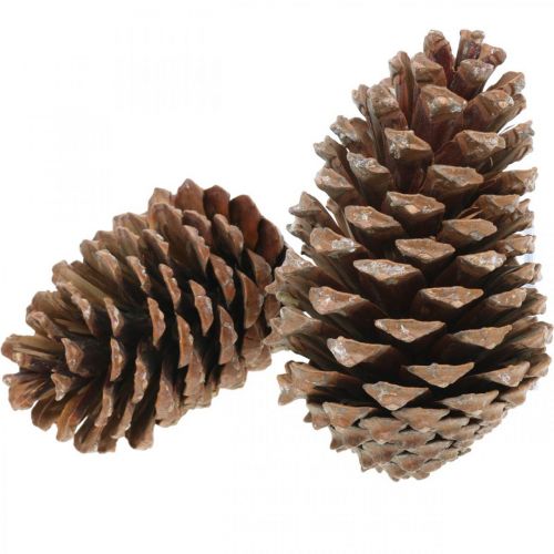 Artikel Maritima kottar, sorgeflorister, adventsdekoration, naturprodukt H12-15cm Ø6,5-10cm 50 st.