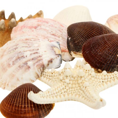 Floristik24 Maritim dekoration skal sjöstjärnor hantverk material strössel