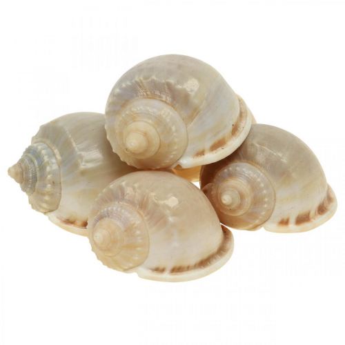Floristik24 Maritim dekoration snigelskal sjösniglar 4–8cm 10 st