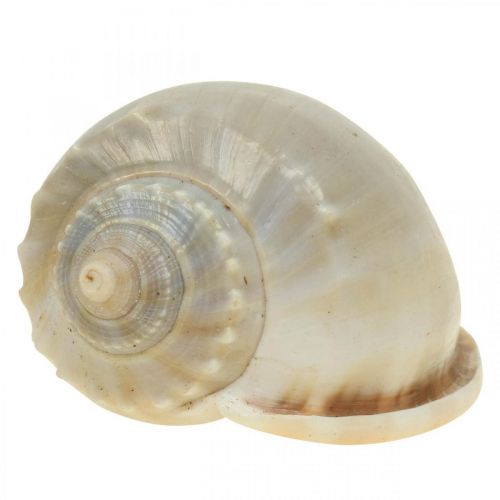 Floristik24 Maritim dekoration snigelskal sjösniglar 4–8cm 10 st