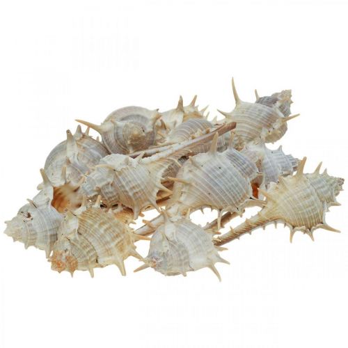 Floristik24 Maritim dekoration snigelskal taggig snigel 3-6cm 1kg